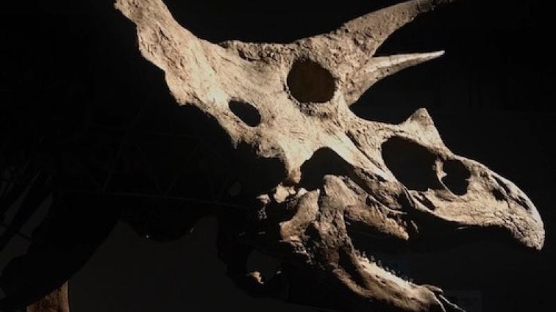 A dinosaur skull.