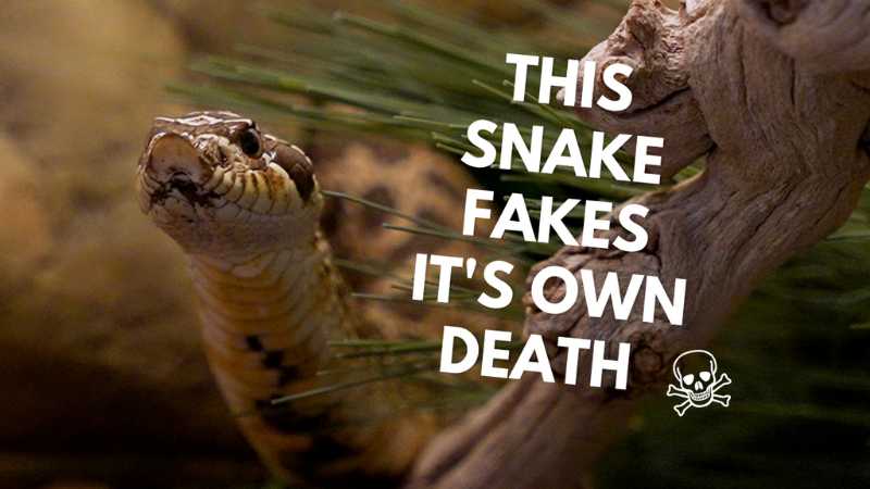 A hognose snake with text on the screen that says "This snake fakes it's own death"