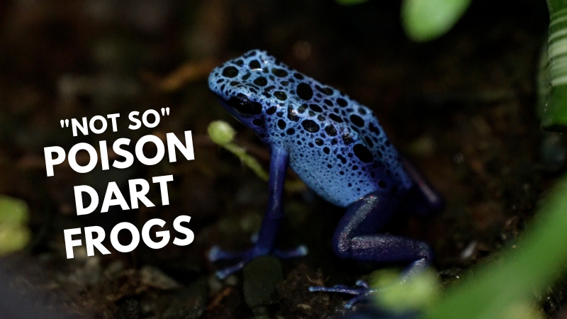 A blue poison dart frog with the text "'Not so' Poison Dart Frogs"