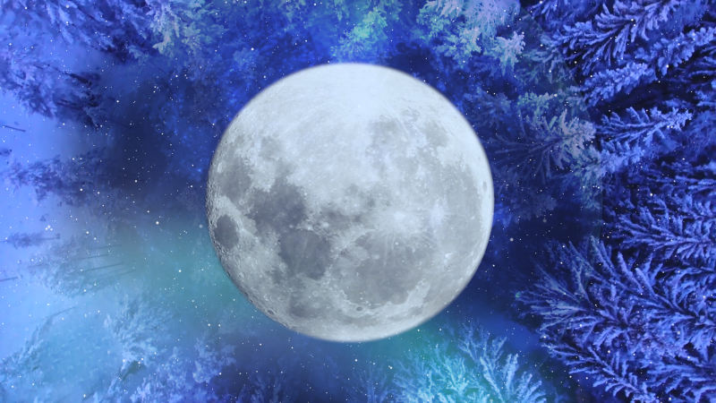The moon in front of snowy pine trees