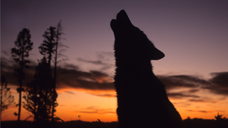 A wolf in front of a sunset