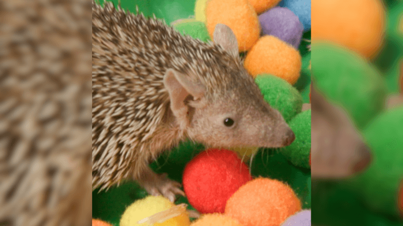 Tenrec working on enrichment with pompoms
