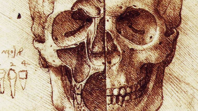 Skull Sketch