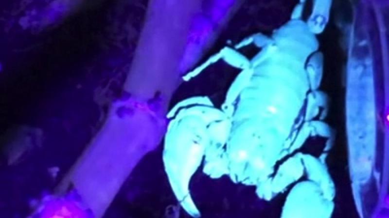 An Asian Forest Scorpian glowing in black light.