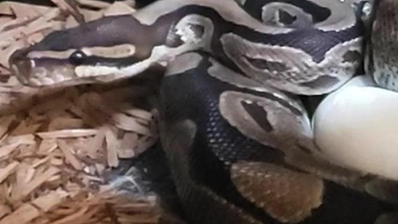A Ball Python with an egg.