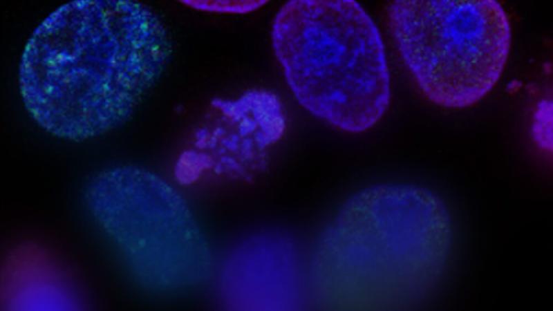 A microscopic image of cells on a black background.