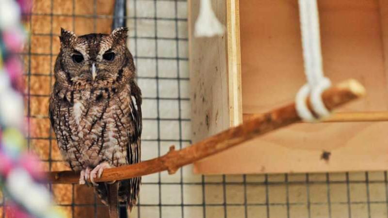A small owl from our Live Animal Care Center.