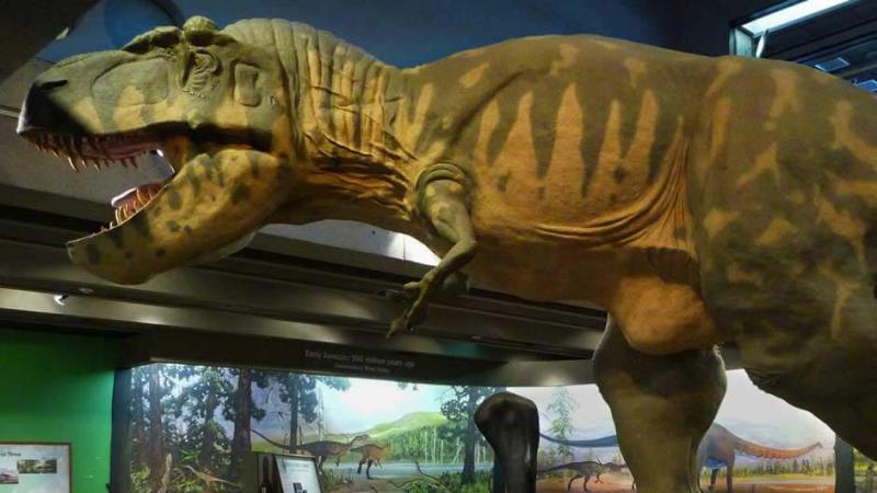 A life-size T-rex model from our Modeling the Mesozoic exhibit.