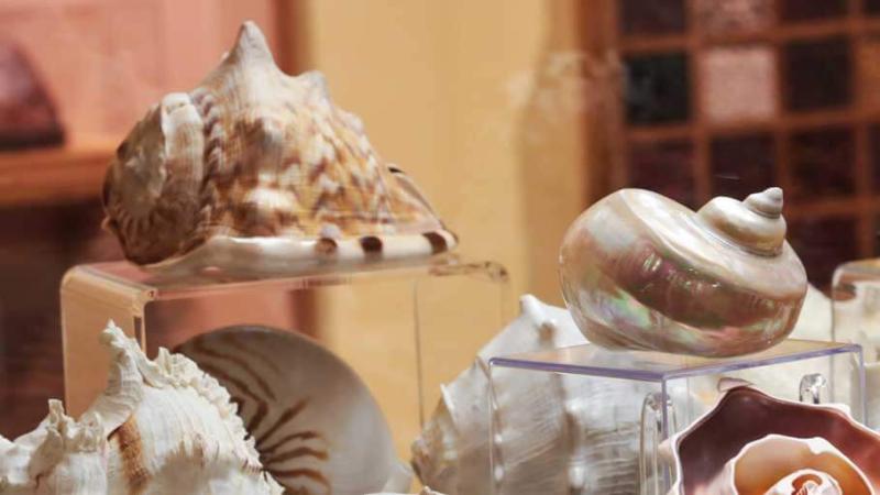 A collection of shells from the Natural Mysteries exhibit.