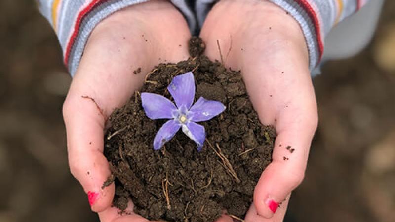 Hands holding a flower in dirt.