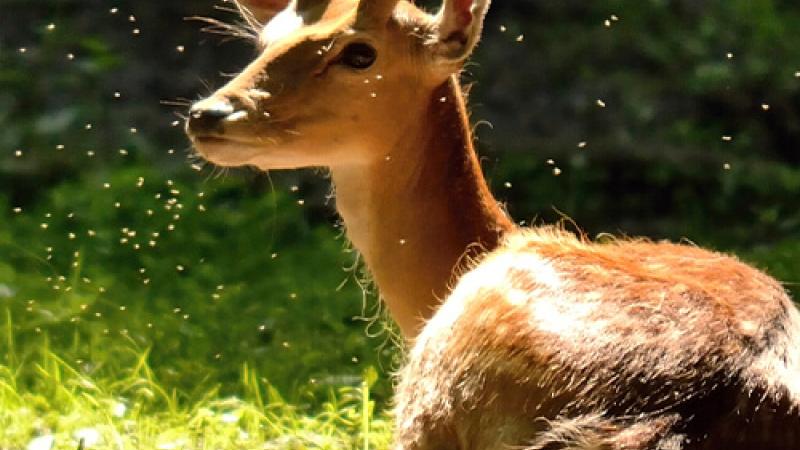 A young dear in the woods.