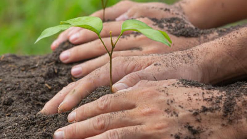 A close up of hands planting a small plant.