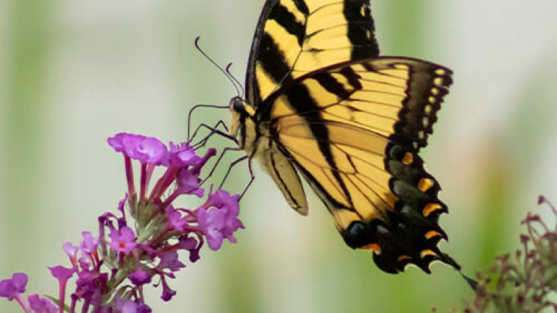 A butterfly on a flower.