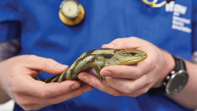 A vet holds a lizard