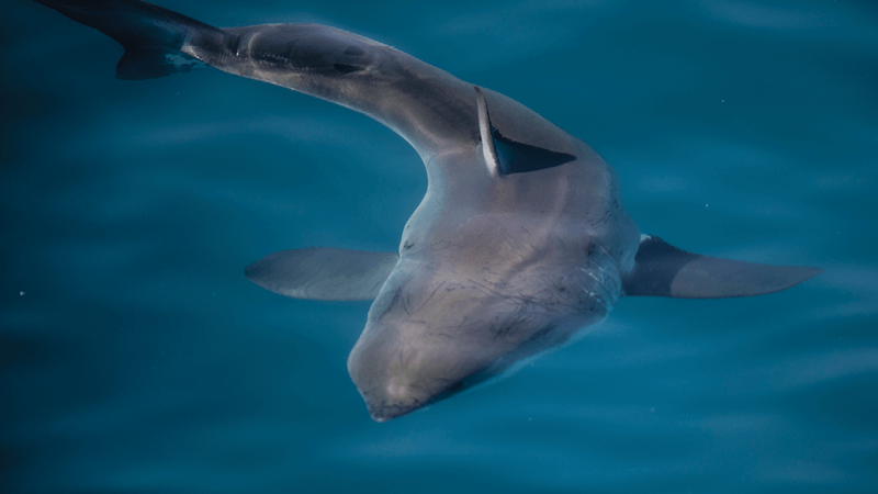 A shark swims just below the surface