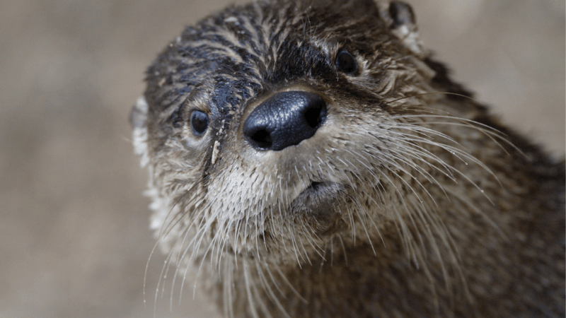 An otter looks directly at the camera