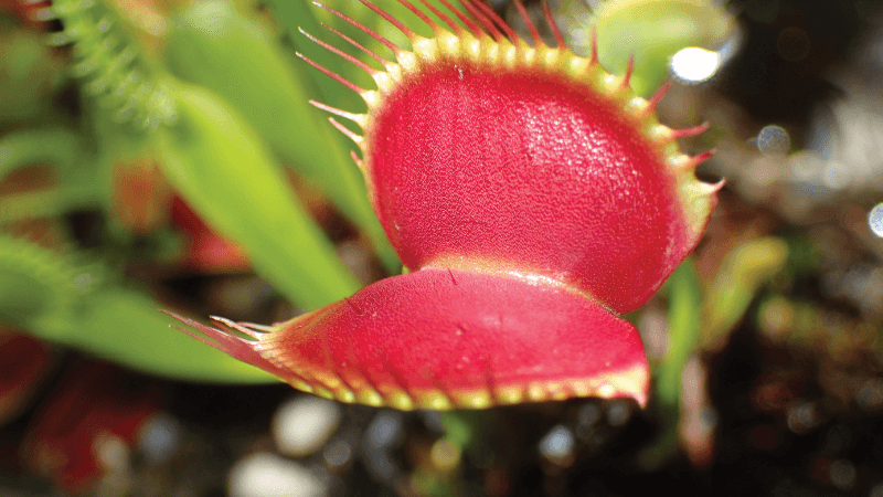 A Venus flytrap with it's trap open