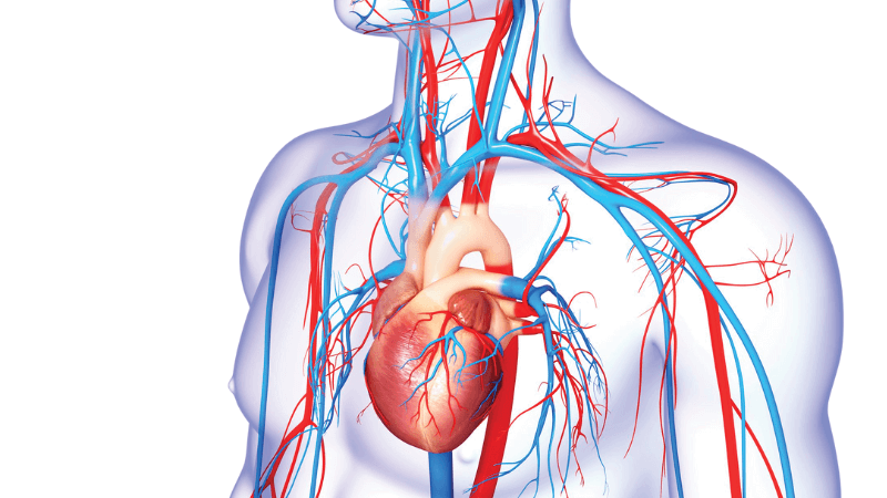 A model of the circulatory system