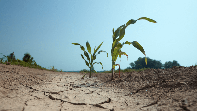 Two plants growing out of dry, cracked earth