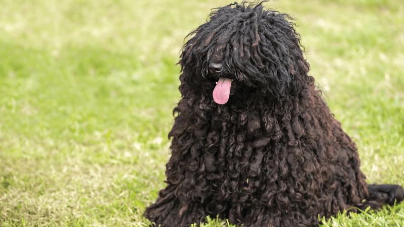 A very hairy dog sits in a grassy field with its tongue out