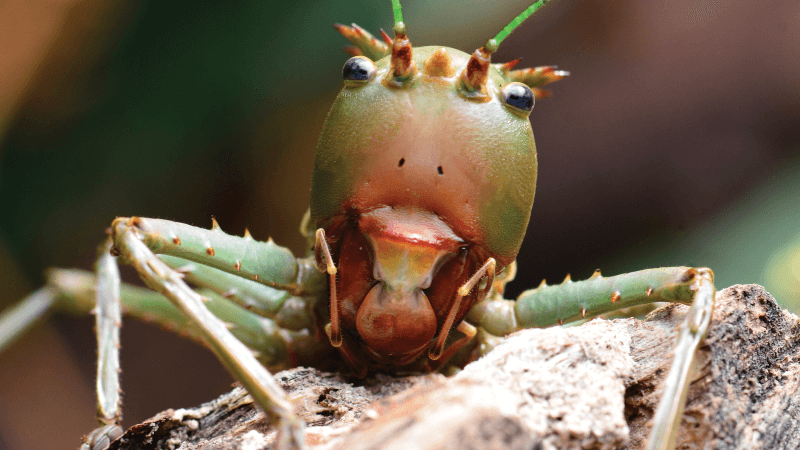 Dragon-Headed Katydid looks at the viewer