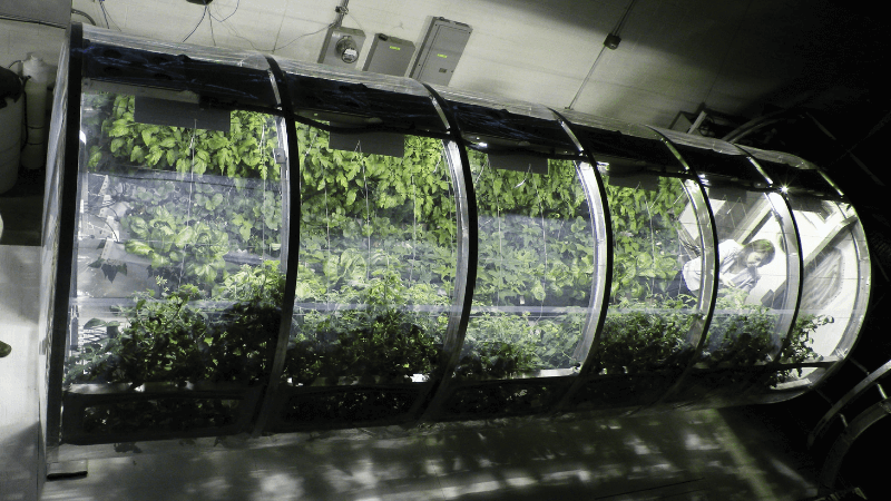 A futuristic looking green house growing plants.