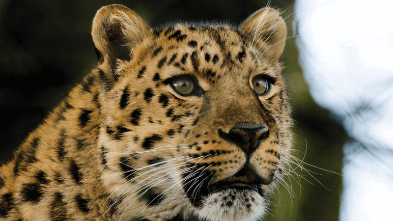 An Amur Leopard