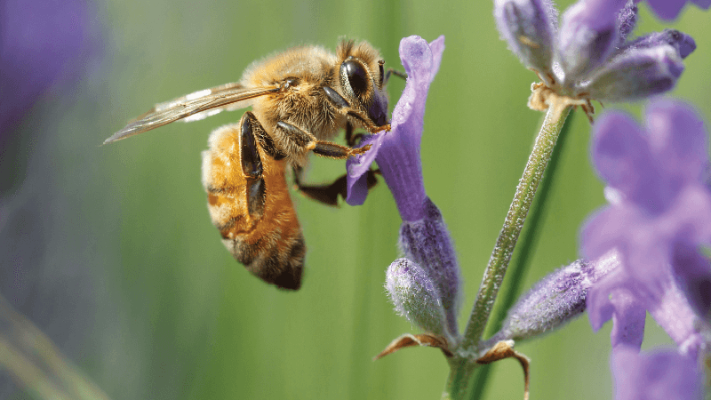 A bee on a purple flower.