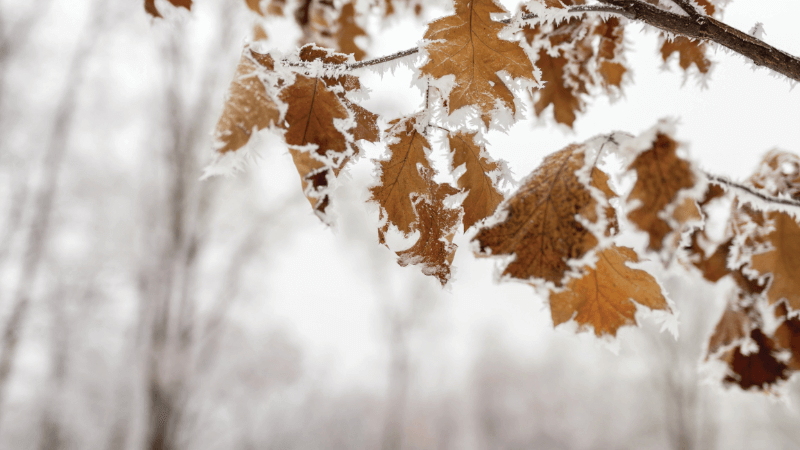Oak leaves are covered in frost while hanging from a tree