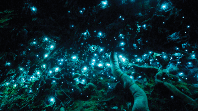 The base of a tree at night covered by small animals glowing blue