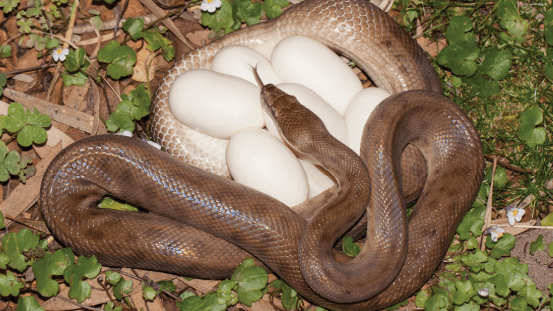 A snake wraps around its eggs