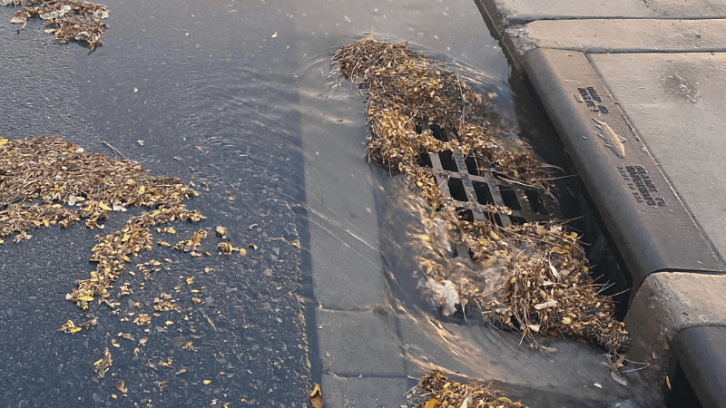 A storm drain is covered in leaves and sticks while water tries to drain