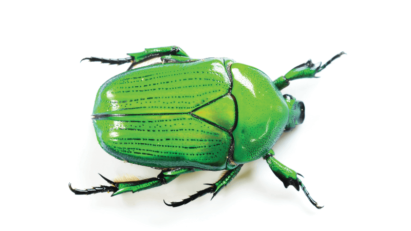 A green beetle on a white background