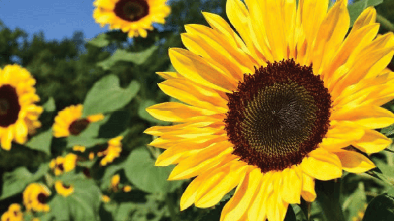 A large sunflower in a field of flowers