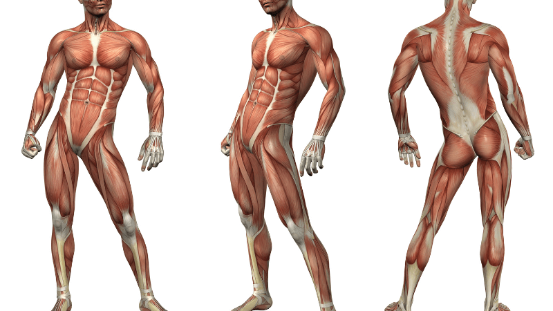 A model of the muscular system