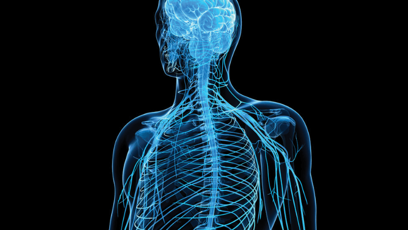 A model of the nervous system