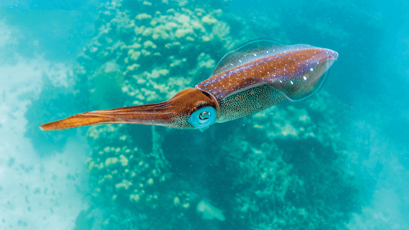A squid swims in the ocean near some coral