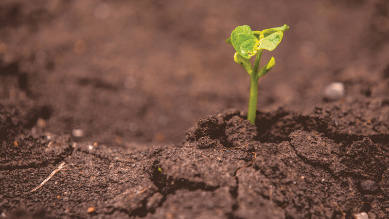 A small sprout emerges from dry, red soil