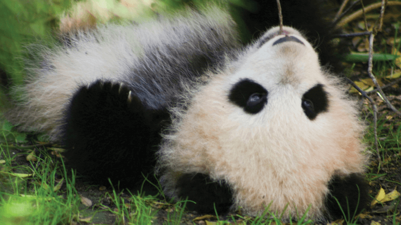 A panda eats while laying on the ground