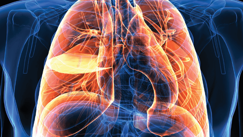 A model of the respiratory system