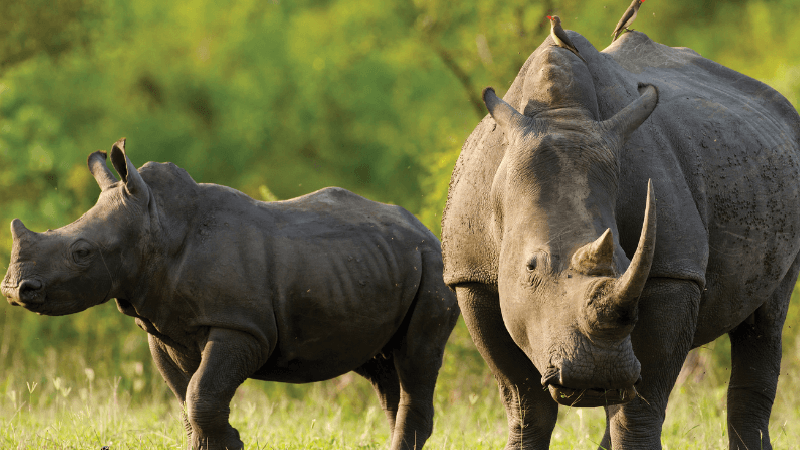 An adult and baby rhino stand on a grassy plain