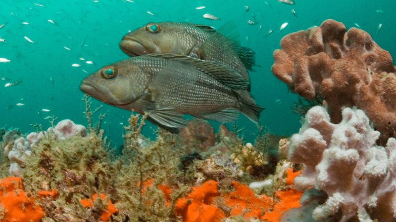 Two sea bass swim near some coral