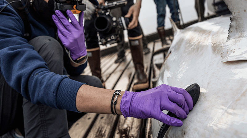 A scientist records data from a shark caught for research
