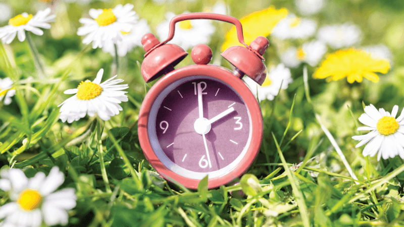 An alarm clock in a field of daisies