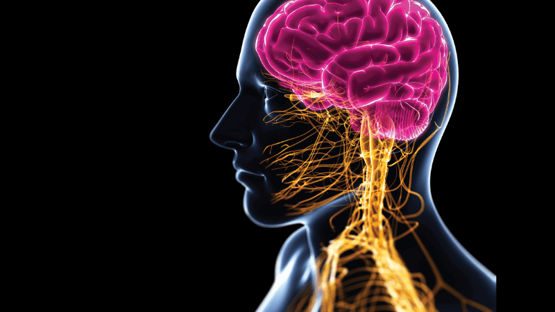 A model of the brain and nervous system