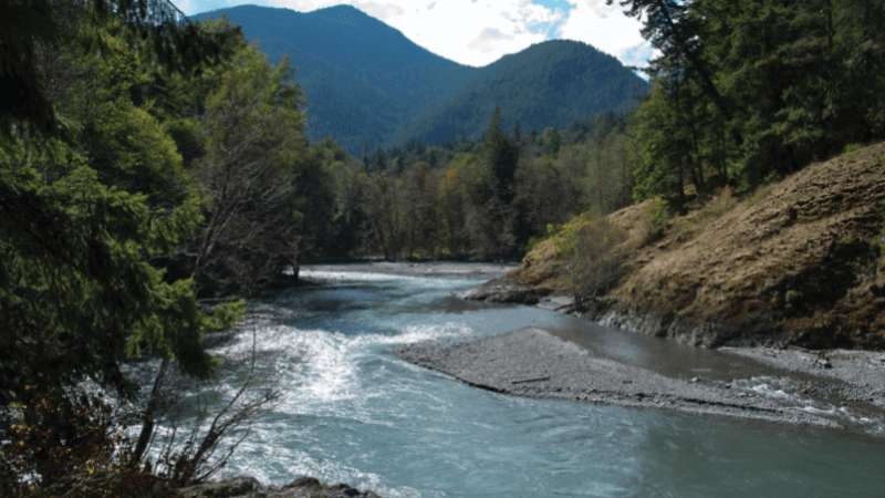 A river through a forest with mountains in the background