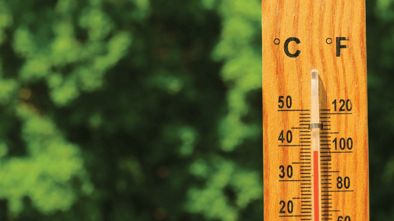 A thermostat against a green, leafy background