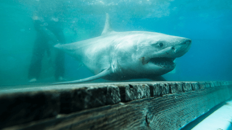 A white shark on a wooden platform from underwater