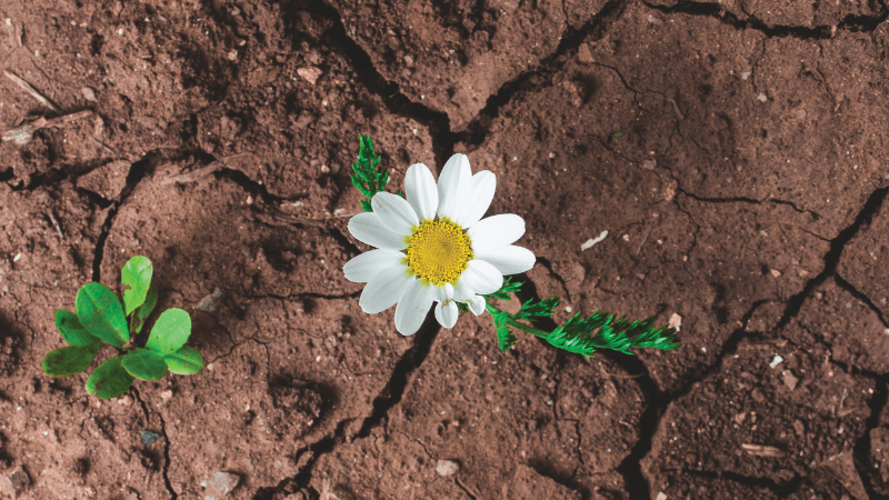 A flower grows out of dry, cracked soil