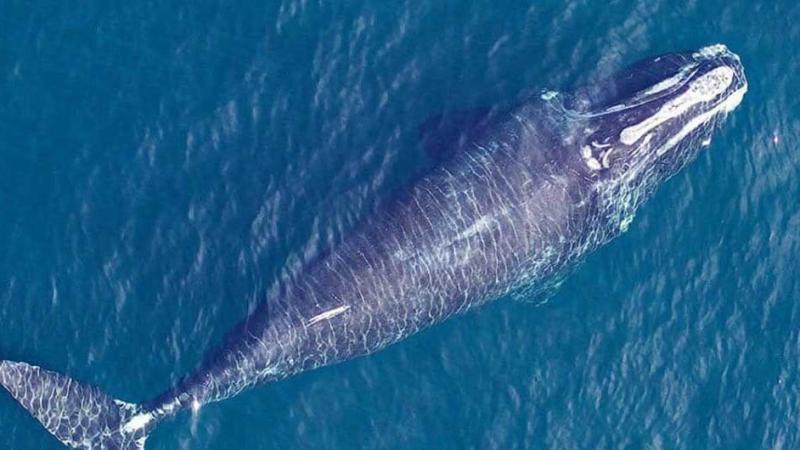 A right whale in the ocean, seen from directly above.